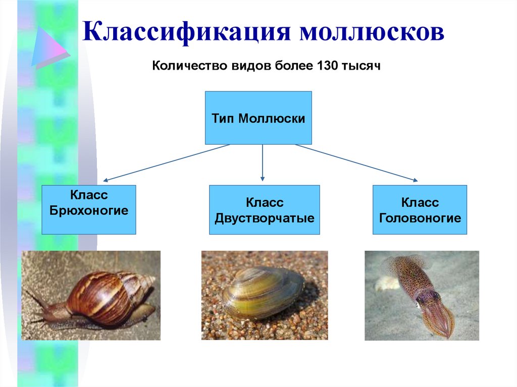 Общая характеристика классы моллюсков. Двустворчатые моллюски классификация. Классификация брюхоногих моллюсков. Классификация моллюсков схема. Тип моллюски 7 класс.