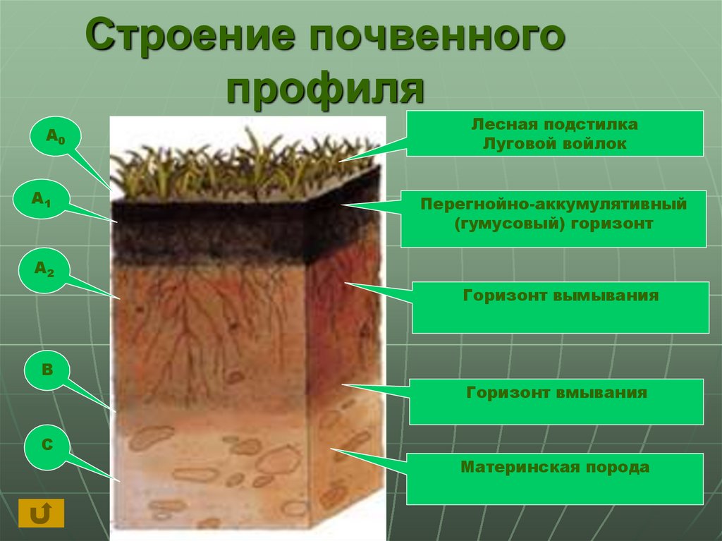 Материнская порода гумусовый вымывания вмывания. Строение почвы почвенные горизонты. Структура почвы почвенные горизонты. Схему строения почвы (почвенный профиль. Строение почвы гумусовый Горизонт.