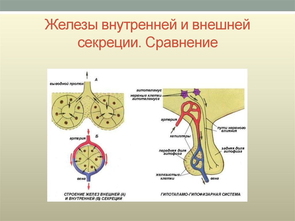 Органы внешней секреции человека. Желез смешанной внутренней и внешней секреции. Эндокринная система железы внешней секреции. Строение желез внешней и внутренней секреции. Строение желез внешней секреции.