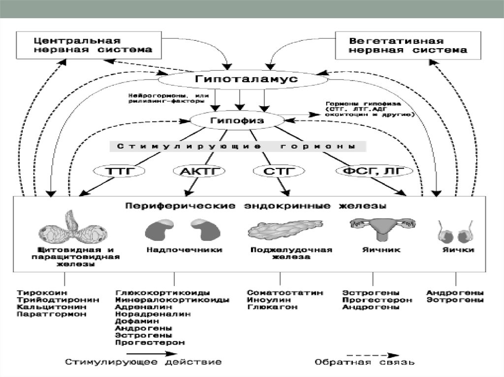 Профиль эндокринология. Схема строения эндокринной системы. Эндокринная система человека схема. Эндокринная система и нервная система. Структура эндокринной системы схема.