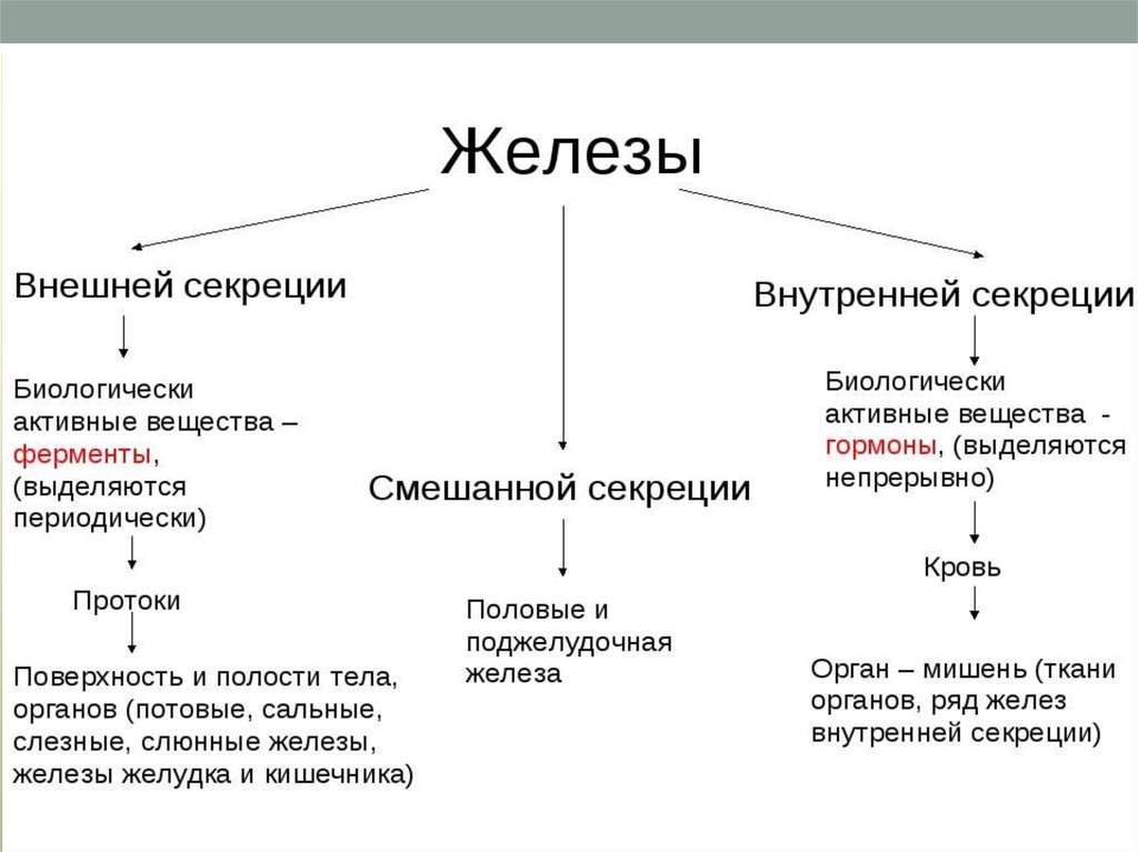 Прочитайте параграф 58 роль эндокринной регуляции заполните схему