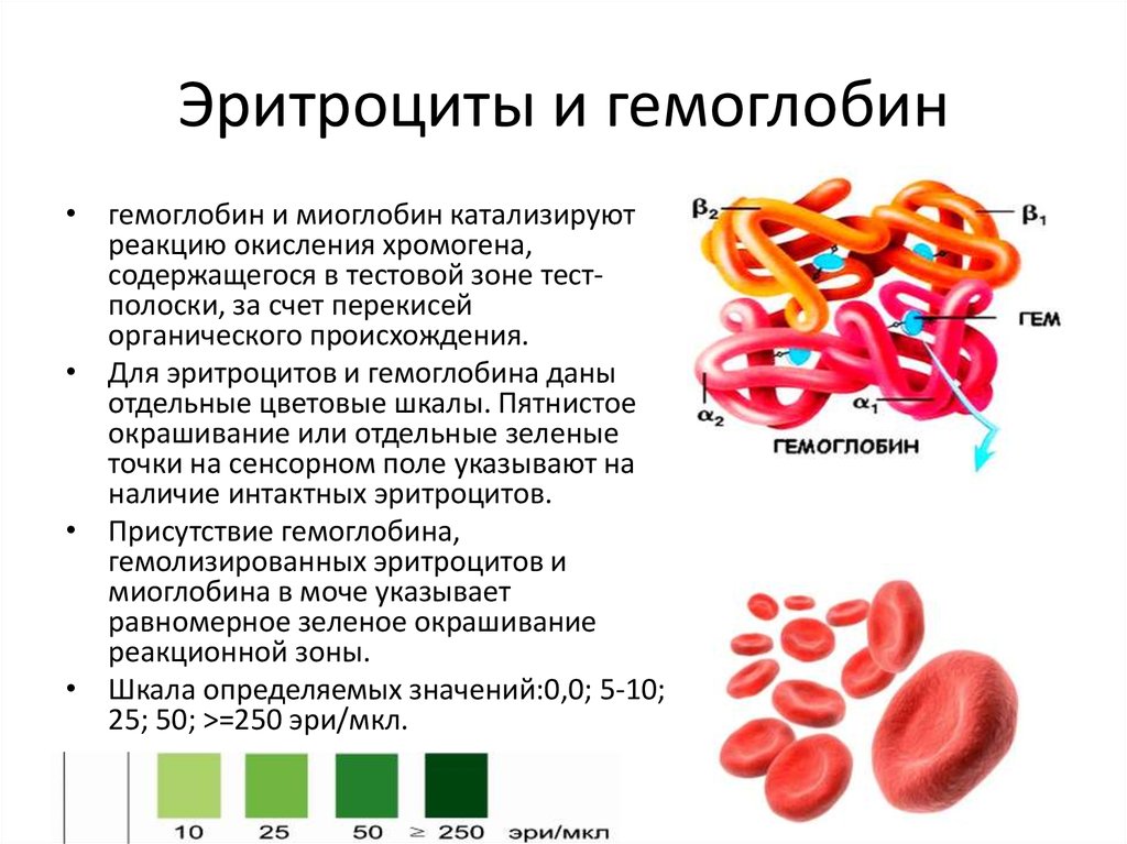 Гемоглобин мало почему. Гемоглобин и эритроциты разница. Строение гемоглобина а1. Строение эритроцита человека гемоглобин. Эритроциты их строение и функции. Гемоглобин..
