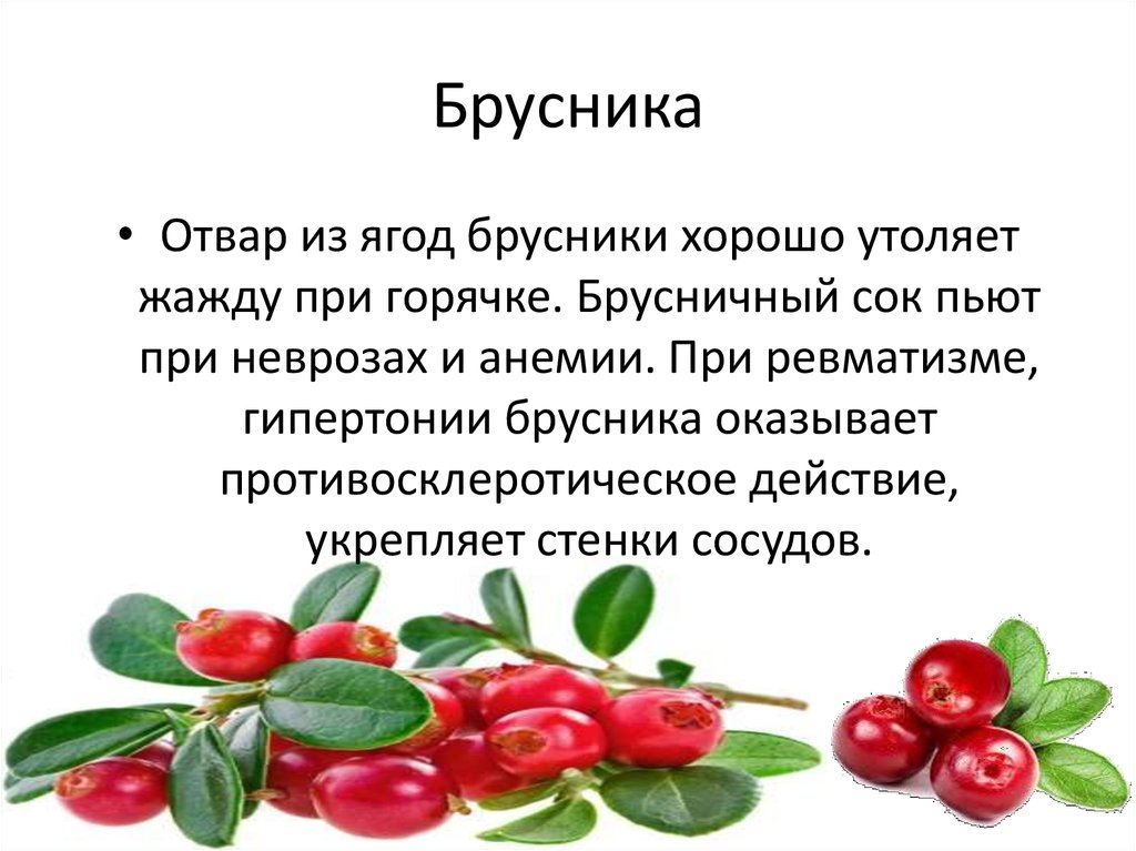 Лист брусники действие. Брусника при простуде. Лист брусники форма края. Листья брусники поведение в организме человека. Листья брусники анализ.