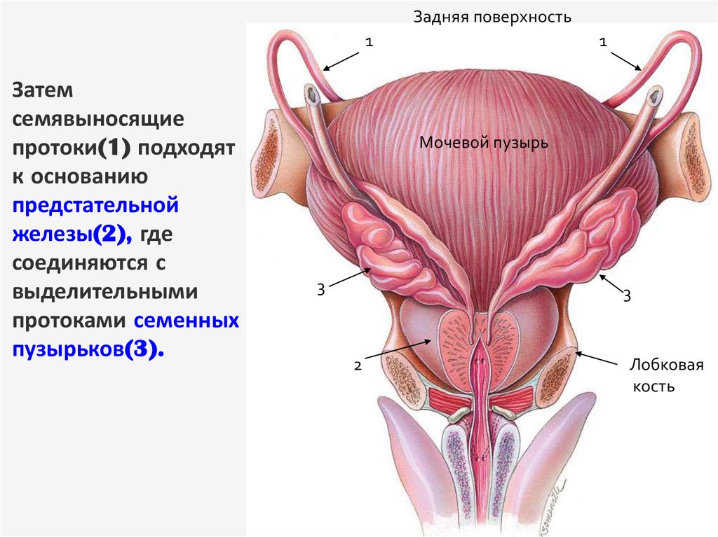 Где находится простата у мужчин схема