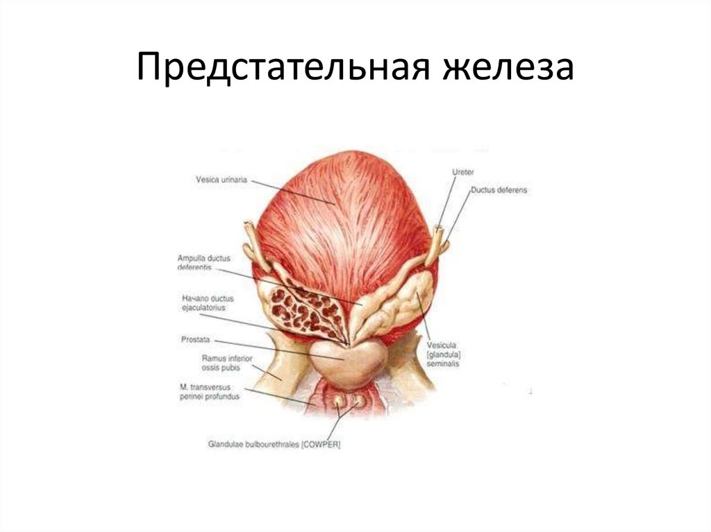 Части предстательной железы. Предстательная железа внешнее строение. Строение предстательной железы у мужчин анатомия. Предстательная железа у мужчин внешнее строение. Топографическая анатомия предстательной железы.