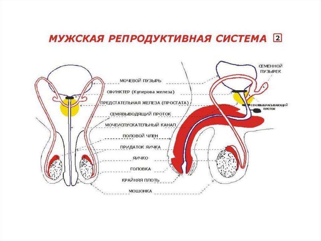 Система мужчин. Репродуктивная система мужчины схема. Строение мужской репродуктивной системы. Мужская репродуктивная система анатомия. Анатомия и физиология репродуктивной системы мужчины.