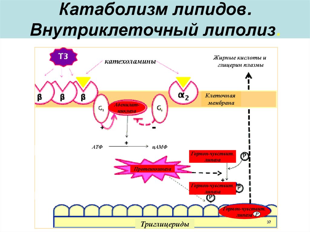 Схема действия адреналина на жировую клетку