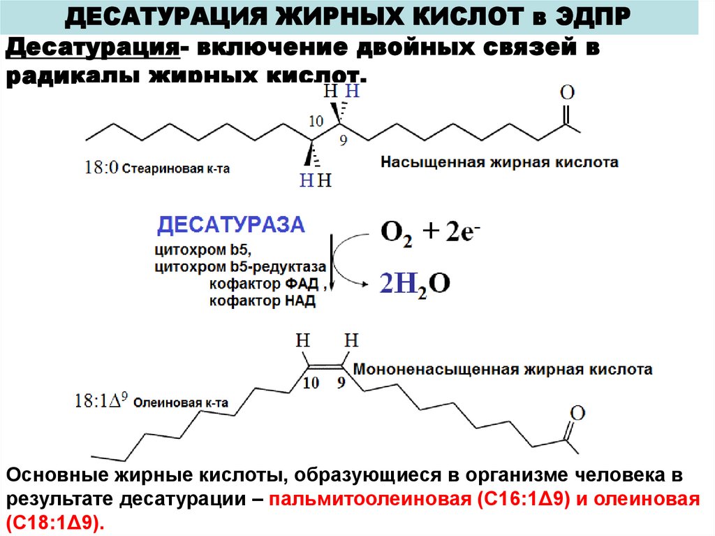 Синтез жирных кислот. Ингибиторы синтеза жирных кислот. Энергетические затраты на Синтез жирных кислот. 3. Дать общую характеристику синтезу жирных кислот.