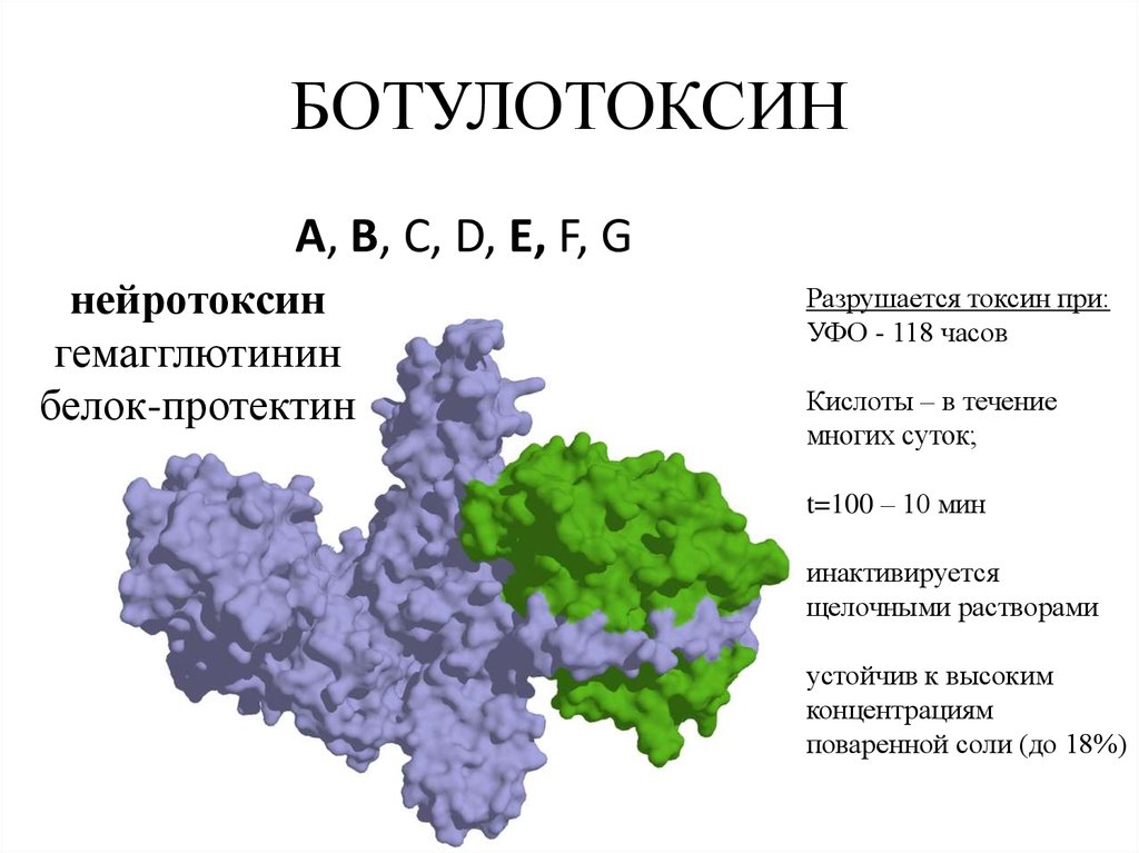 Группа токсин. Ботулотоксин химическое строение. Ботулотоксин белок. Структура ботулотоксина. Строение ботулотоксина типа а.