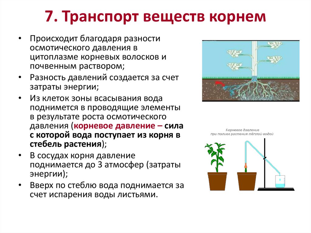 Проведение веществ