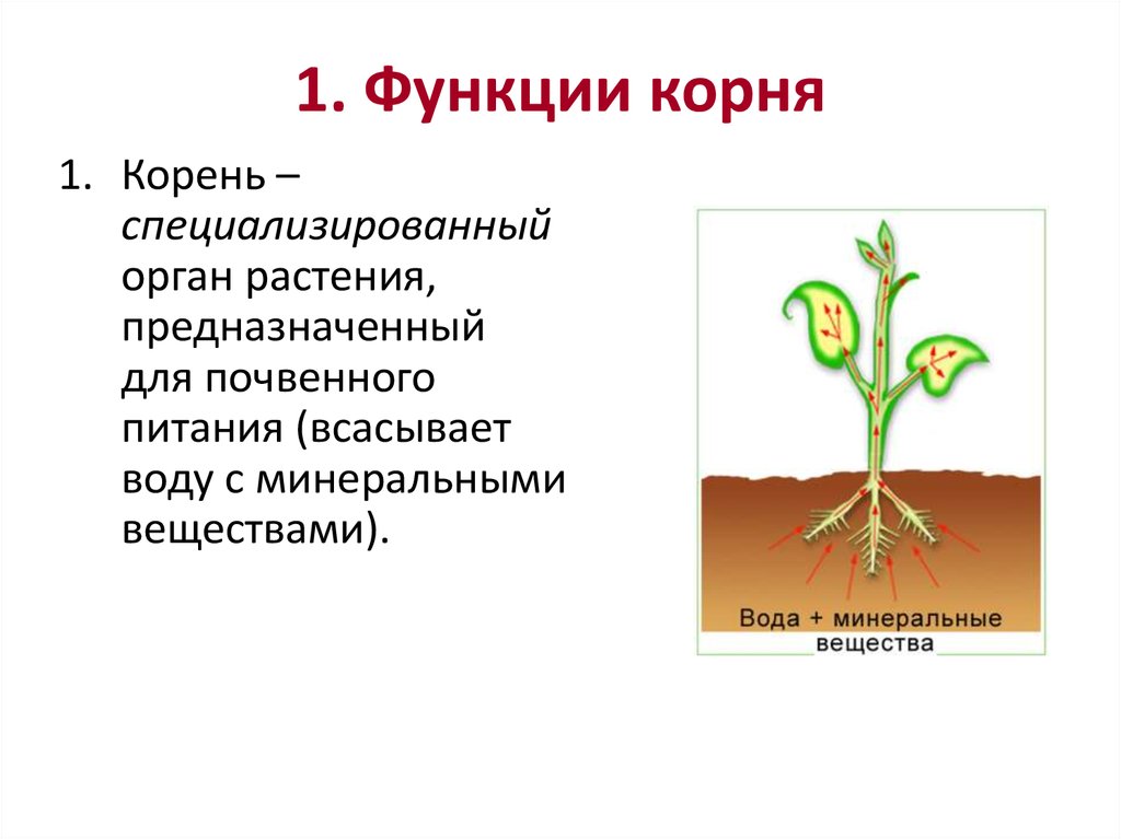 Написать значение корня. Функции корня. Основные функции корня. Органы растений корень. Корень вегетативный орган растения.