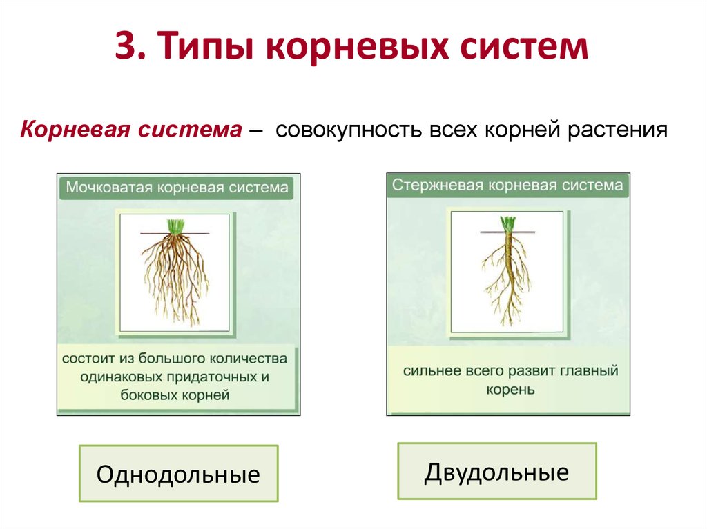 3. Типы корневых систем