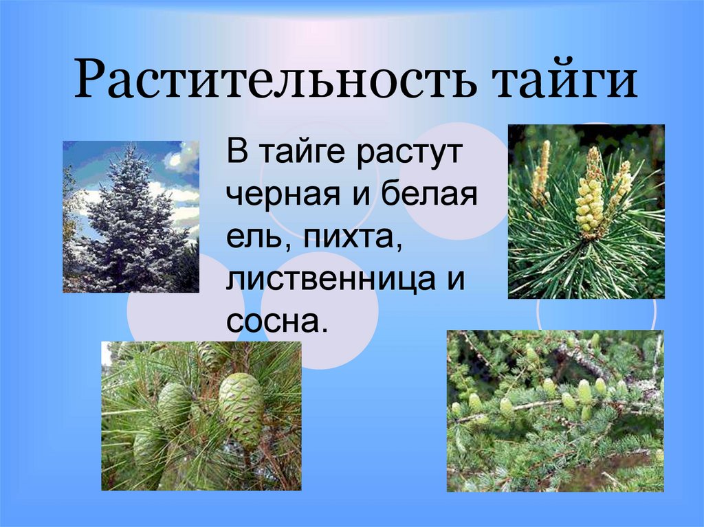 Где растет ель природная зона. Природная зона Тайга растительный мир. Растительныймирт тпйги. Растения растущие в тайге. Растительность тайги в России.