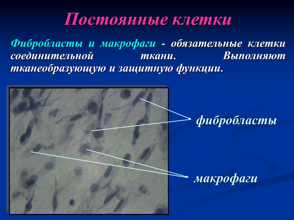 Клетки постоянно. Фиброциты фибробласты и макрофаги. Макрофаги,фибробласты соединительной ткани. Тканевые макрофаги соединительной ткани. Функции фиброцитов соединительной ткани.