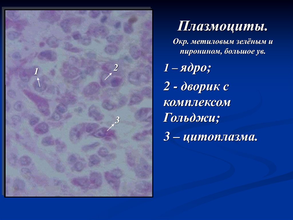 Плазмоциты функции