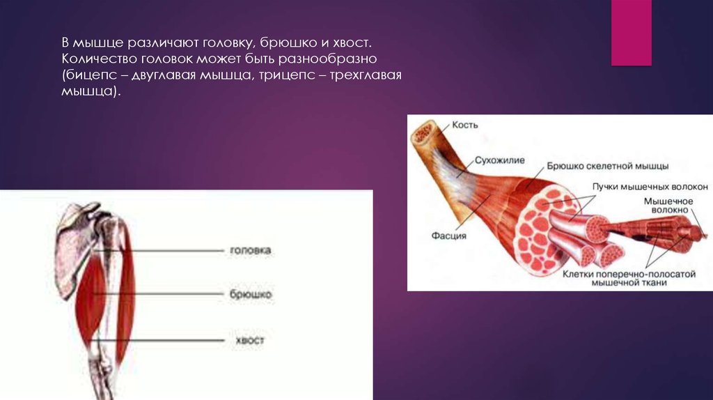 В состав какого органа входят мышечные клетки изображенные на рисунке языка двуглавой мышцы