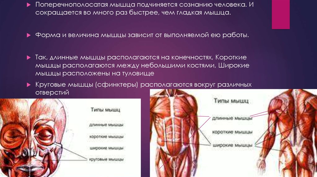 Мышцы прикрепляются с помощью. Мышцы человека. Короткие мышцы расположены. Типы мышц их строение. Форма и величина мышц человека.