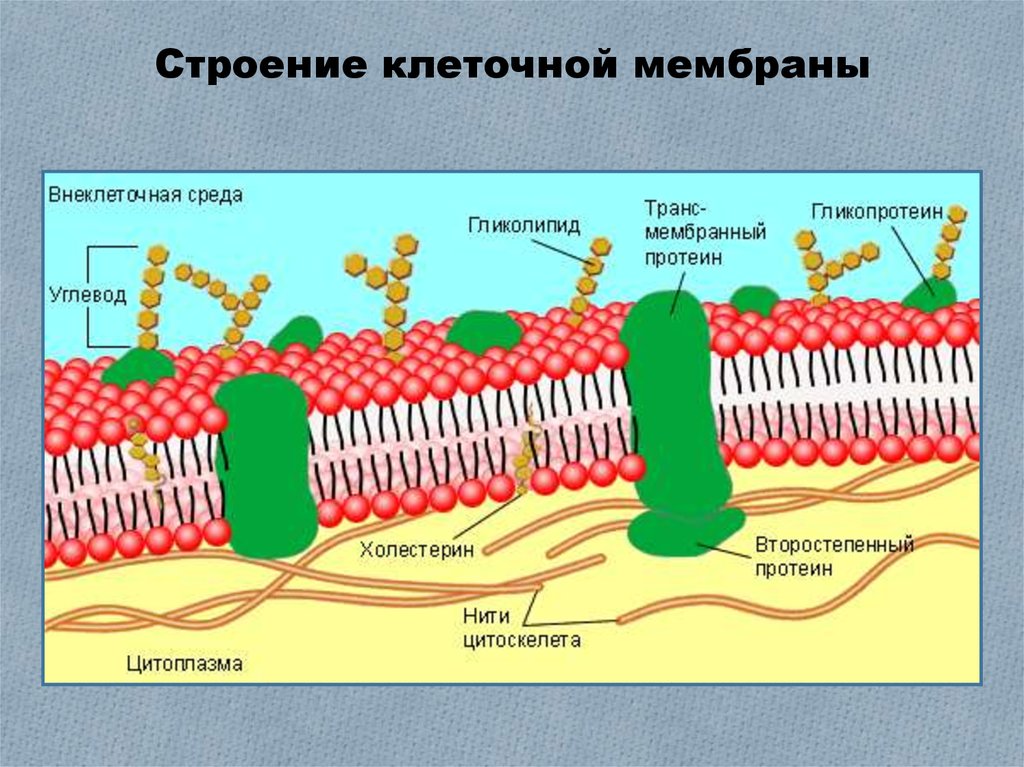 Клеточная мембрана схема