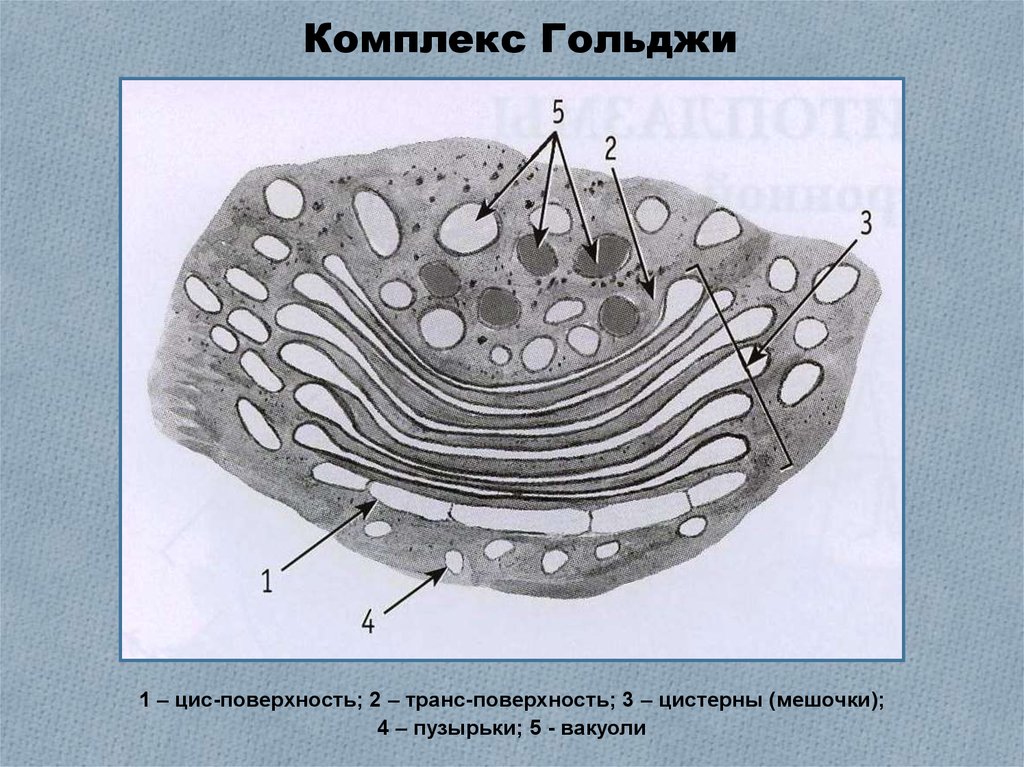 Рисунок гольджи. Комплекс аппарат Гольджи схема. Цис полюс комплекса Гольджи. Мембранные мешочки комплекс Гольджи. Цис поверхность комплекса Гольджи.