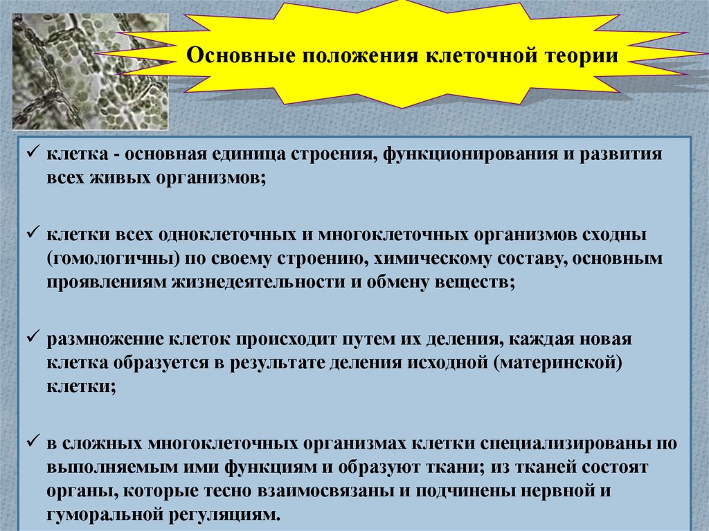 Типы клеточной организации основные положения клеточной теории. Основные положения клеточной теории кратко. Положения клеточной теории. "Клетка" положения клеточной теории. Каковы Общие для клетки и организма условия здоровой жизни.