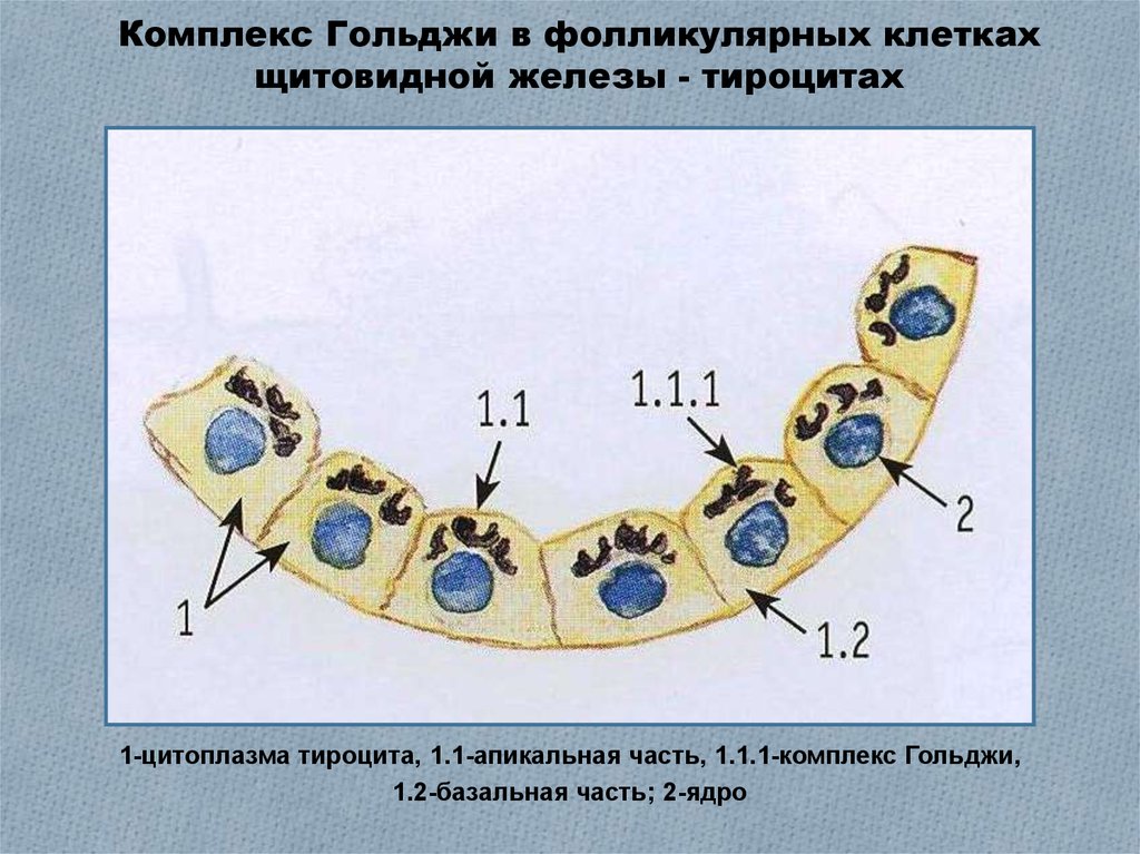 Клетки щитовидной железы. Фолликулярные клетки щитовидной железы. Тироциты фолликулярные клетки щитовидной железы. Секреторный цикл фолликулярных клеток щитовидной железы. Комплекс Гольджи в фолликулярных клетках щитовидной железы.