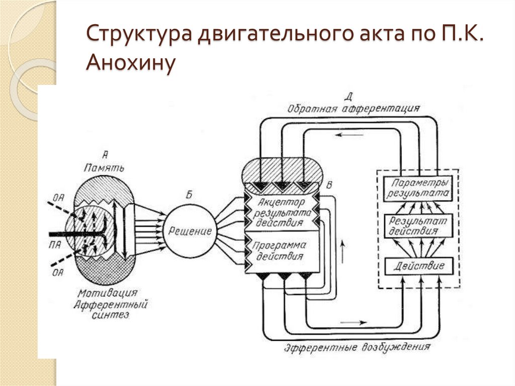 Схема центральной организации поведенческой реакции по анохину