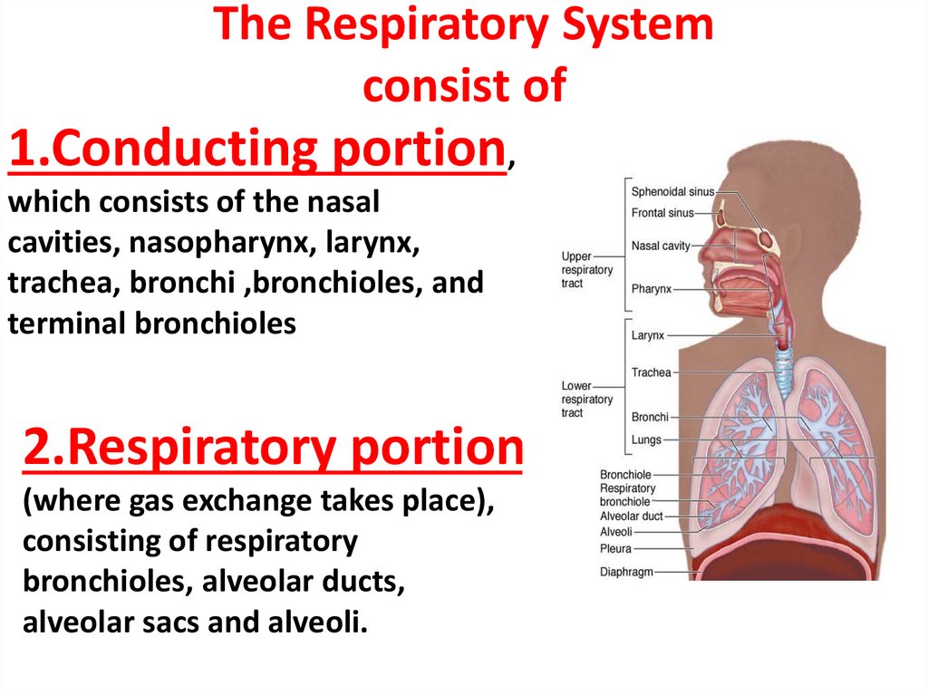 The Functional Histology of Respiratory System - презентация онлайн