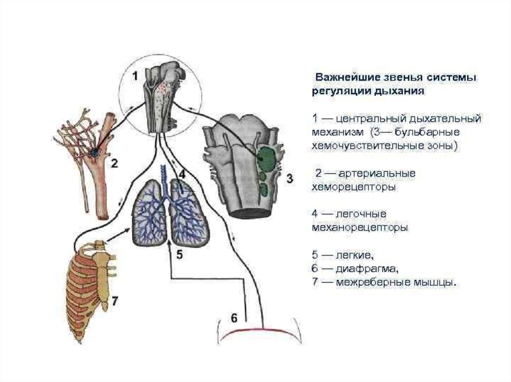 Вспомните как регулируется дыхание у человека зная. Звенья дыхательной системы. Регуляция дыхания дыхательный центр физиология. Схема регуляции дыхания физиология. Нейрогуморальная регуляция дыхания схема.