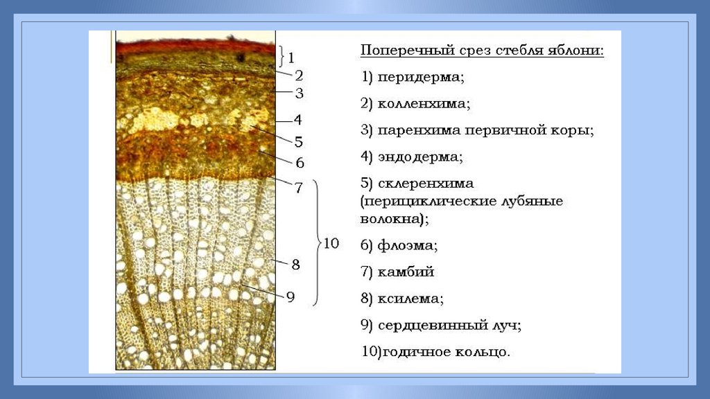 Ткани частей стебля. Строение стебля двудольного древесного растения. Продольно-поперечный срез древесного стебля. Срез древесного стебля строение. Поперечный срез стебля древесного растения строение.