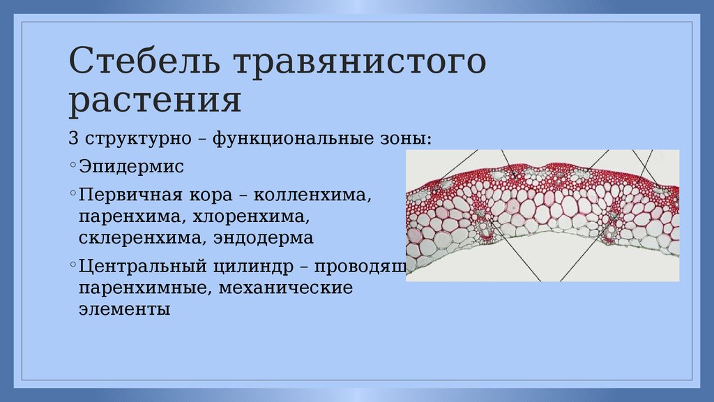 Что значит паренхима. Хлоренхима однолетнего стебля травянистого растения. Ткань хлоренхима строение. Паренхима, склеренхима, хлоренхима. Строение травянистого стебля.