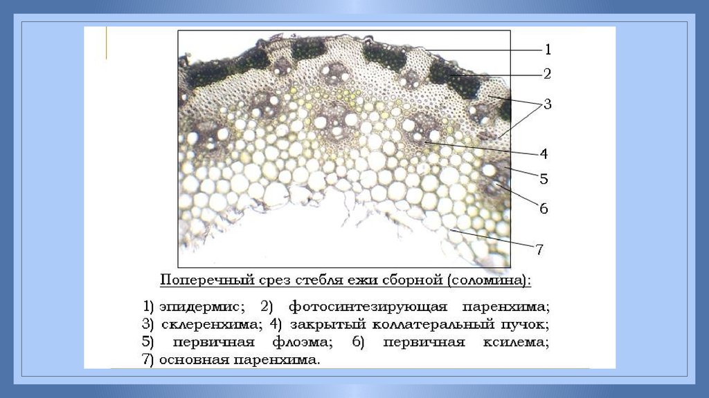 Поперечный срез стебля. Поперечный срез стебля Соломины ржи. Строение стебля Соломины ржи. Стебель Соломина строение. Стебель Соломина ржи строение.