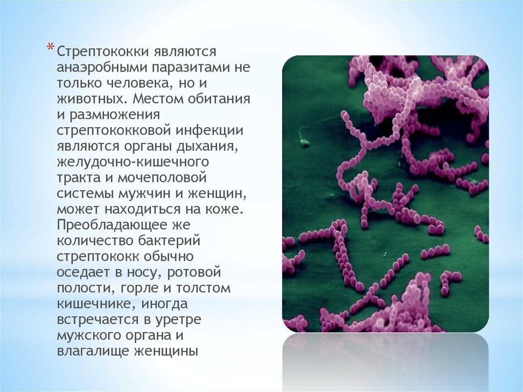 Стрептококки презентация микробиология