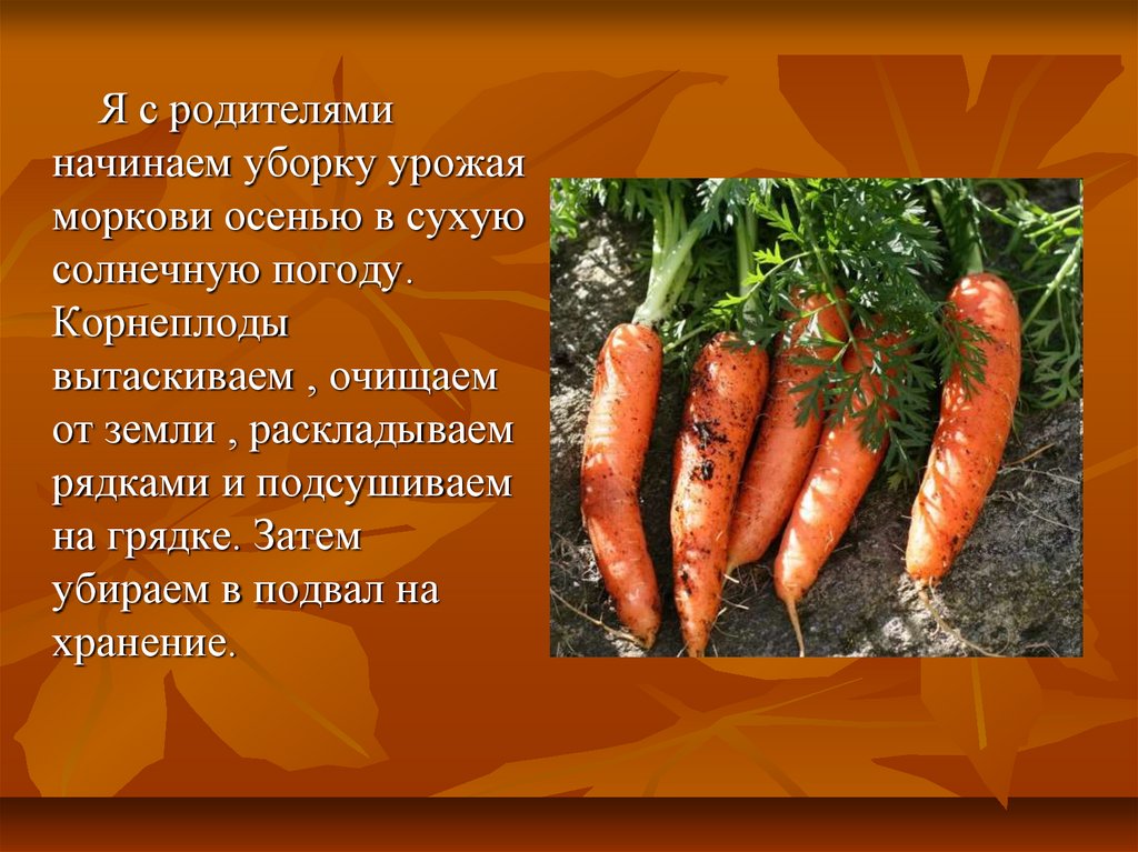 Класс растения морковь. Морковь для презентации. Презентация на тему морковь. Мамарковка презентация. Доклад про морковь.
