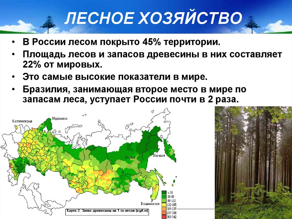 Самые большие площади на суше занимают. Территория лесов в России. Площадь лесов. Площадь лесов в России по годам. Площадь леса в России.