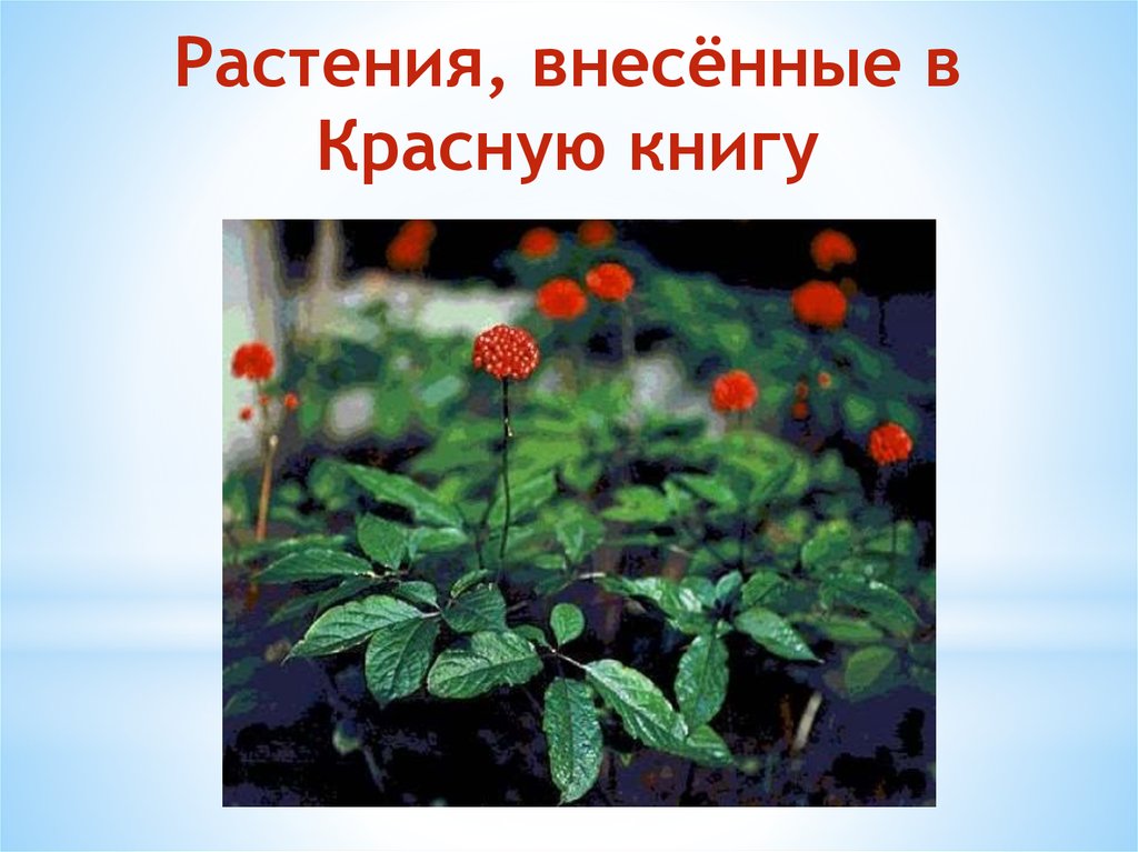 Какие растения внесены в красную. Зорька красная растение занесенное в красную книгу. Растения занесенные в красную книгу с красной ягодой. Калина красная занесена в красную книгу. Тула растения занесены в красную книгу.