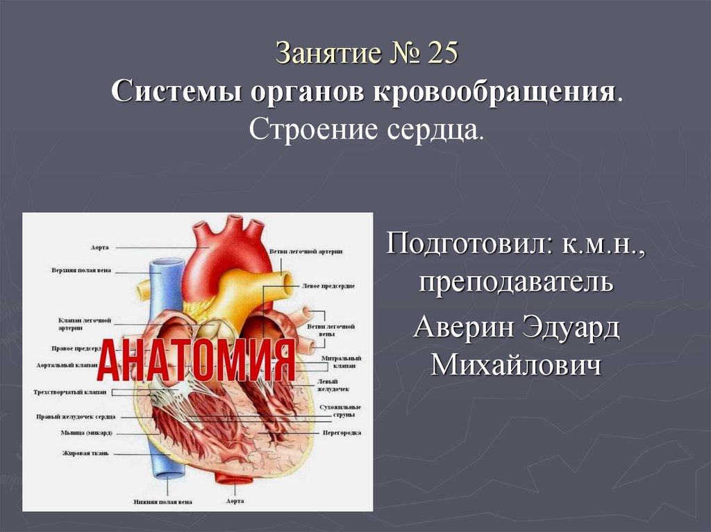 Сердечный занятие. Органный кровоток. Аверин Эдуард Михайлович. Анатомия сердца. Рабочая тетрадь Кокорева.