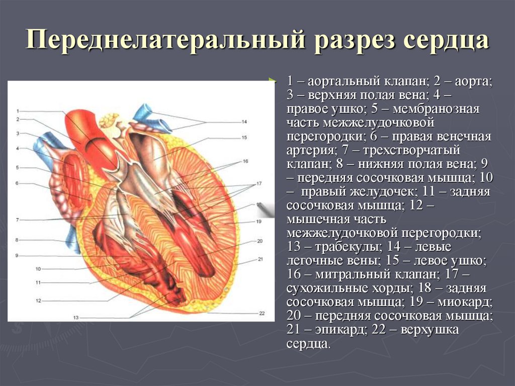 Поперечный разрез сердца рисунок