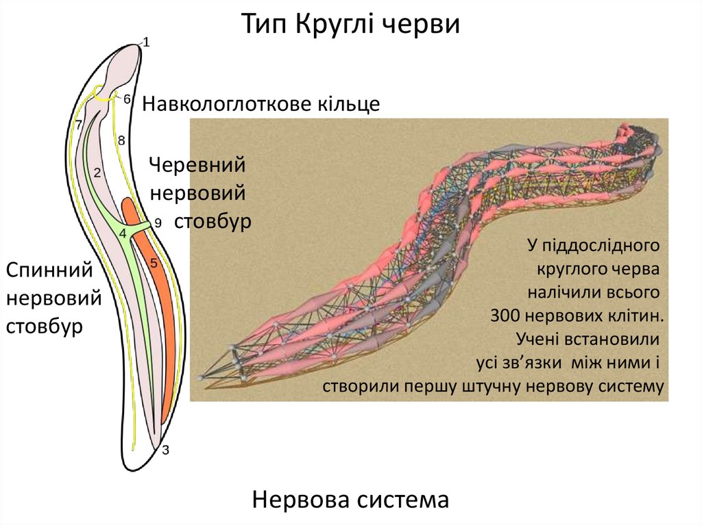Тело круглых червей разделено на. Круглые черви системы органов. Тип круглые черви презентация. Круглы черви яка нервова система.
