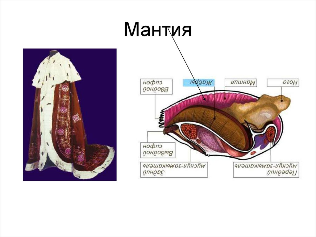 Мантия полость это пространство. Мантия у животных. Мантия анатомия. Мантия у гастропод. Мантия представляет собой в биологии.