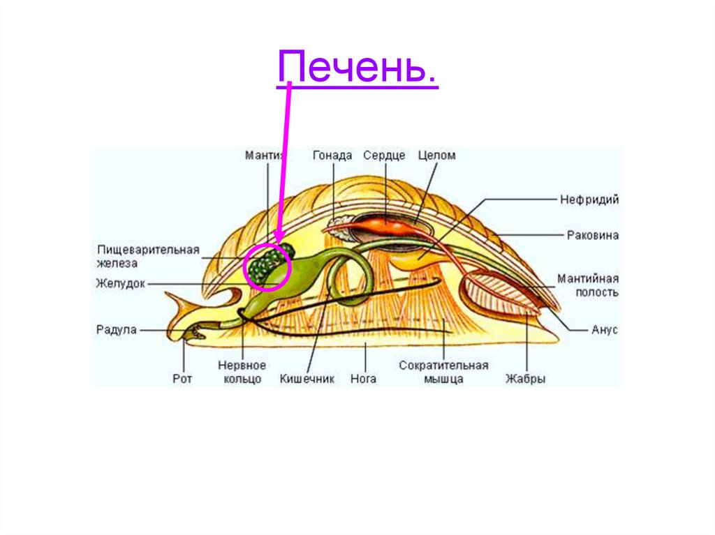 Тело моллюсков мягкое и имеет мантию