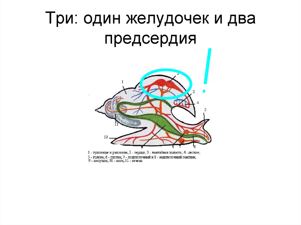 У моллюсков отсутствует