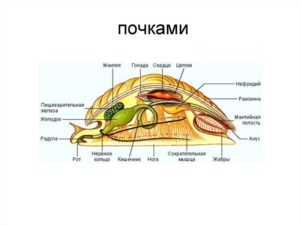 Пищеварительная система брюхоногих