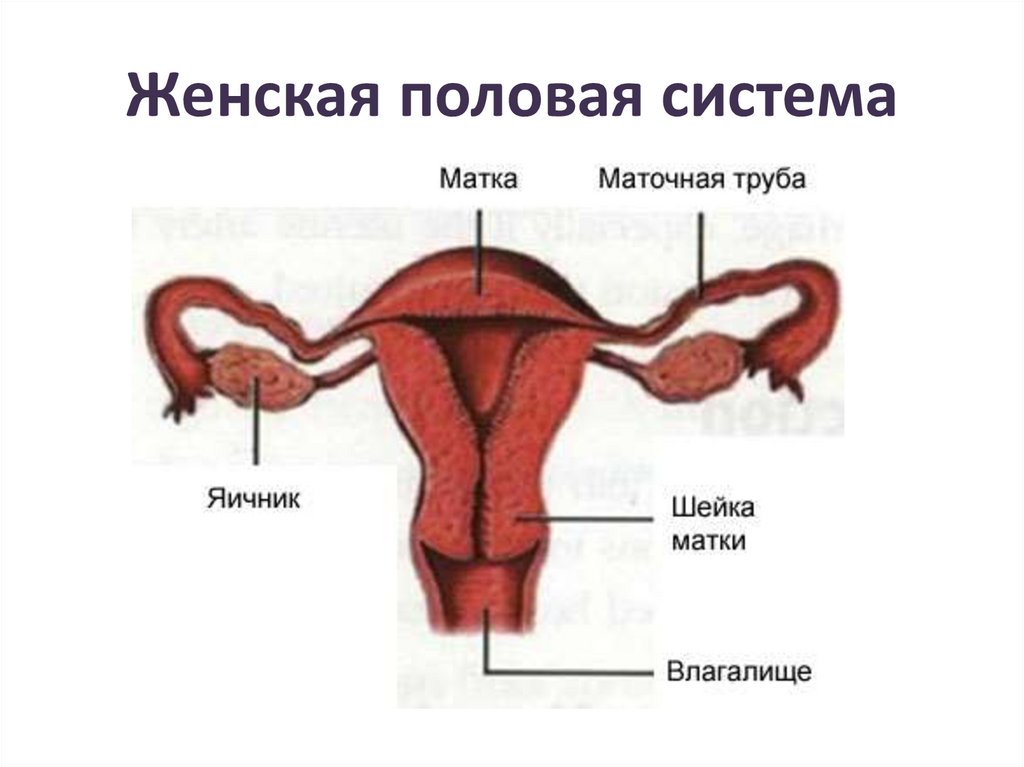 Женская половая система матка. Строение матки. Схема матки женщины. Женская половая система.