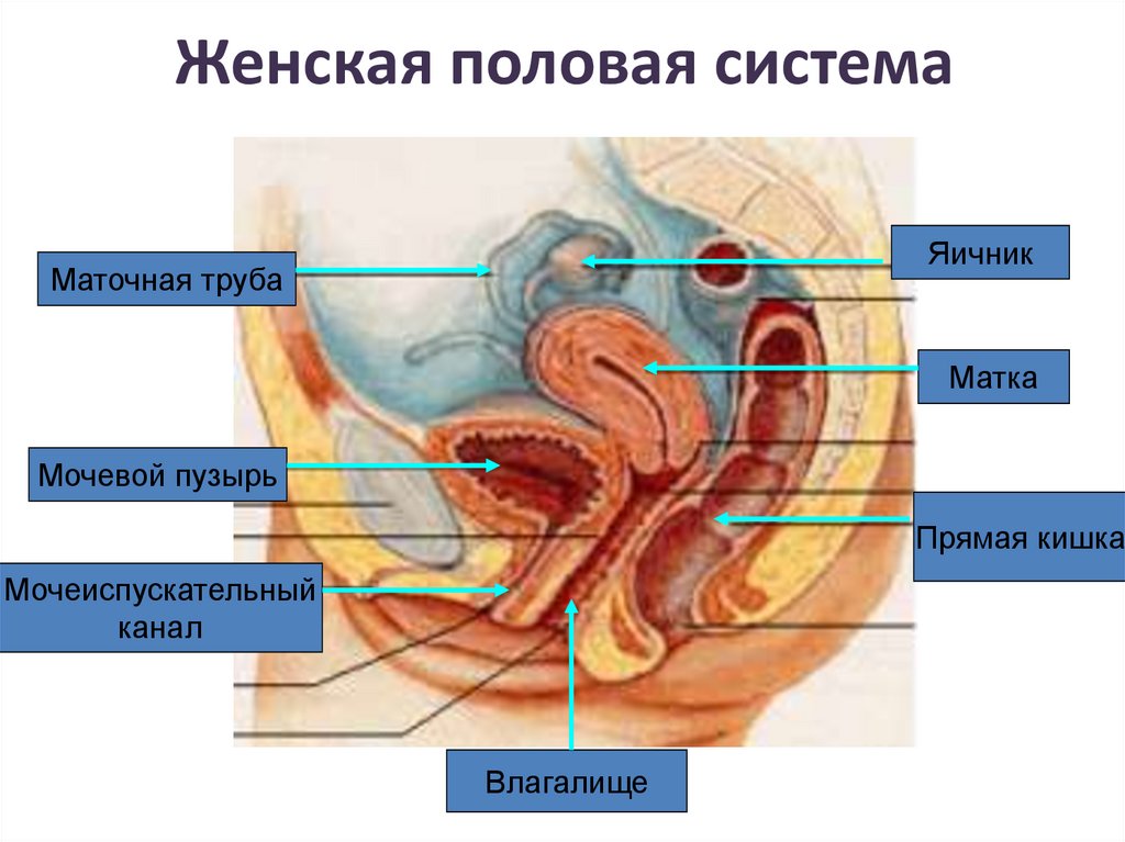 Особенности женской половой системы. Женская половая система. Женская половая система анатомия. Женские половые органы мочевой пузырь. Строение женской мочеполовой системы.