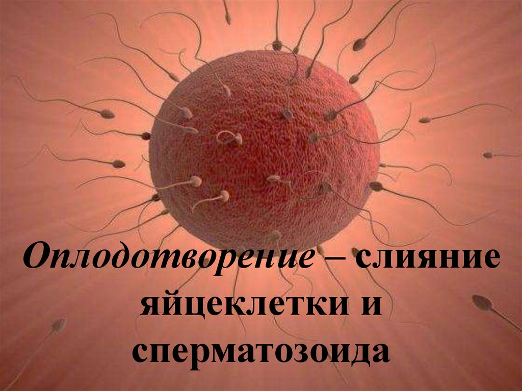 Оплодотворение класс. Оплодотворение яйцеклетки. Оплодотворенная яйцеклетка. Оплодотворение яйцеклетки спермием. Сперматозоид оплодотворяет яйцеклетку.