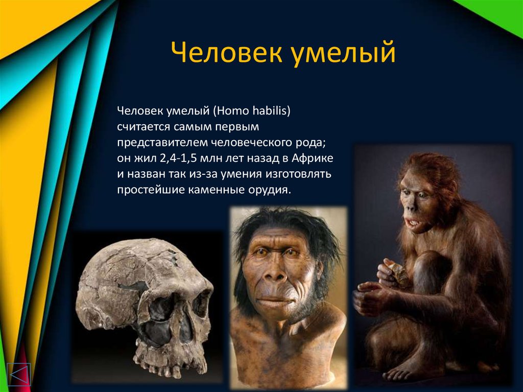 Представители рода homo. Хомо хабилис Возраст. Человек умелый. Представители homo habilis. Человек умелый представители.