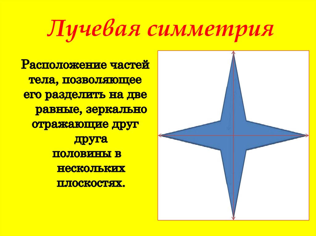 Что такое лучевая симметрия. Лучевая симметрия. Радиально лучевая симметрия. Лучевая и радиальная симметрия. Лучевая симметрия геометрия.