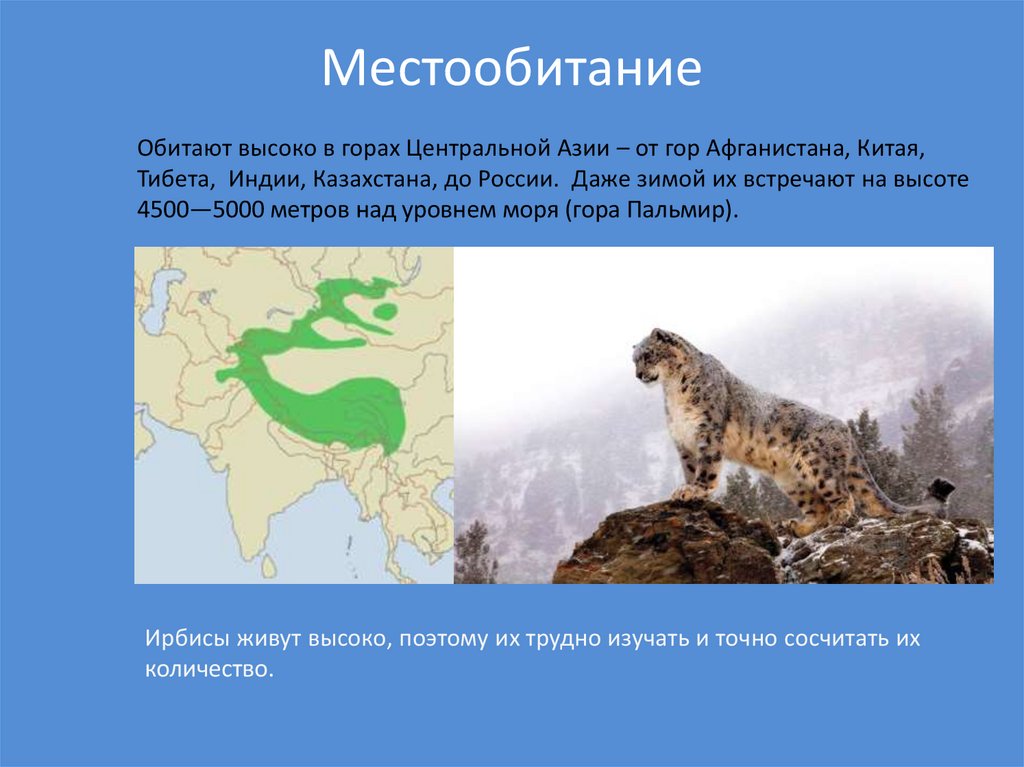 Территории один вид обитает на. Ареал обитания ирбиса в России. Снежный Барс обитание на карте. Ореол оибтания снежного Барса. Снежный Барс ареал обитания.