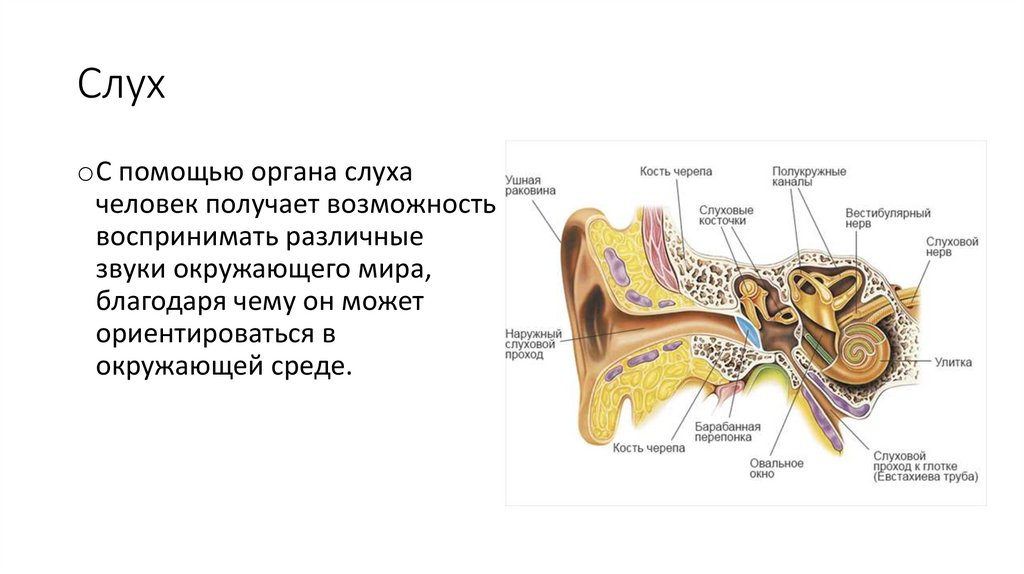 Органом слуха человека является. Орган слуха человека. Орган слуха у рыб. Орган слуха и равновесия 8 класс. Органы слуха человека 1 класс проект.
