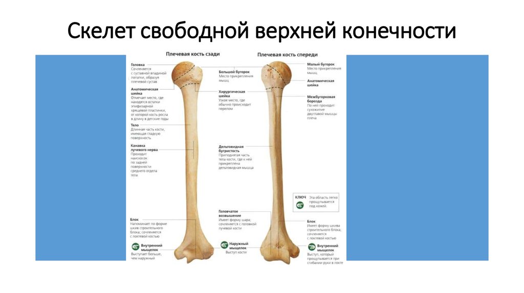 Свободная верхняя. Скелет свободной верхней конечности плечевая кость.